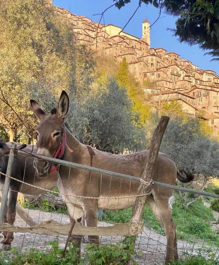 Casetta Nel Borgo 올레바노 로마노 외부 사진